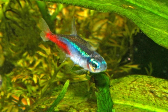 Picture of TETRA-NEON SM (FL)       