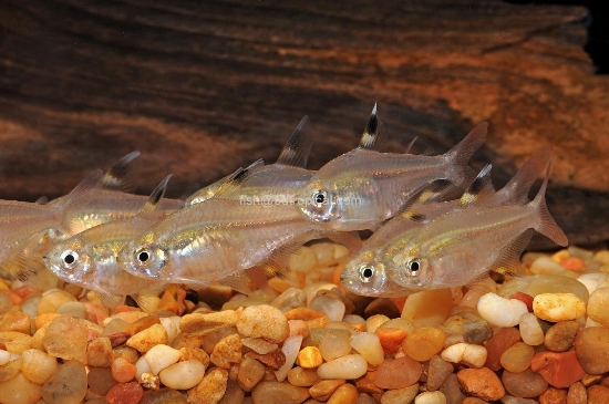 Picture of TETRA-PRISTELLA       