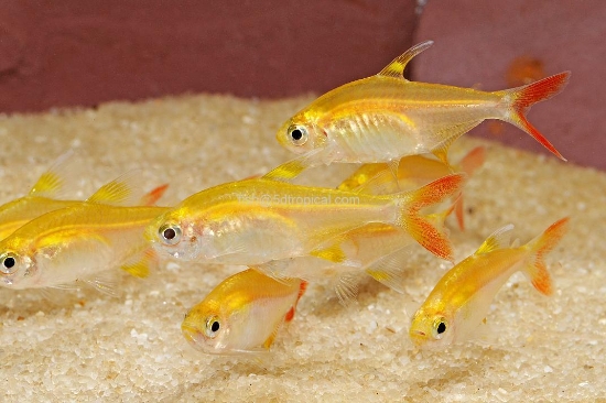 Picture of TETRA-GOLD PRISTELLA       