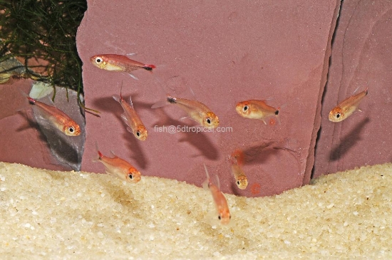 Picture of RUBY TETRA               