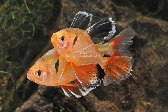 Picture of TETRA-LF SERPAE           