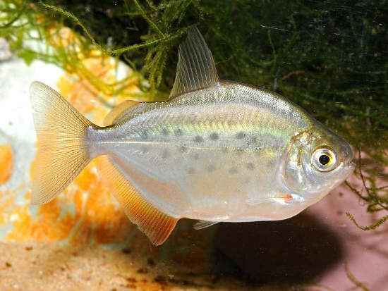 Picture of SOUTH AMERICAN TETRA-SILVER DOLLAR REG                  