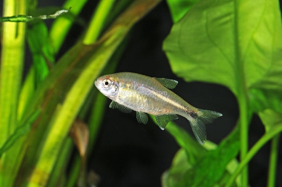 Picture of TETRA-SILVERTIP    