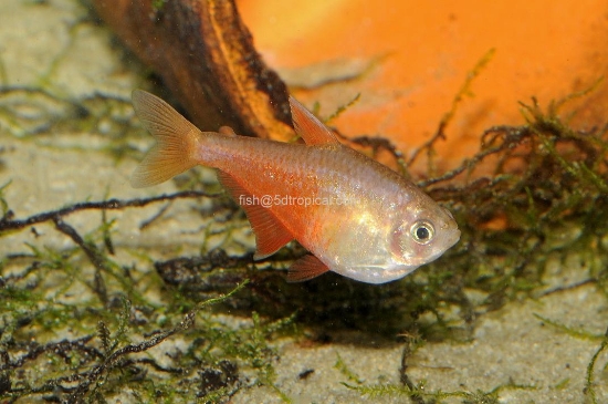 Picture of TETRA-ORANGE FLAME (VON RIO)           