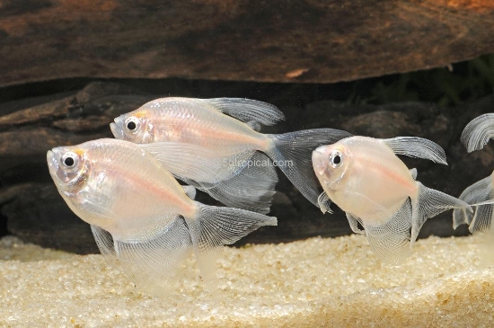 Picture of TETRA-WHITE HI FIN     