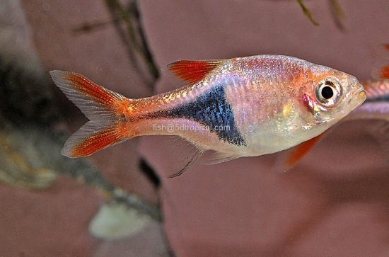 Picture of FAR EAST FISH-HARLEQUIN RASBORA XL(IMPORT)       