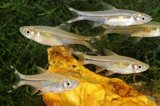 Picture of TETRA-SCISSORTAIL