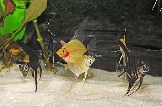 Picture of ANGELFISH-FANCY MIX-SMALL