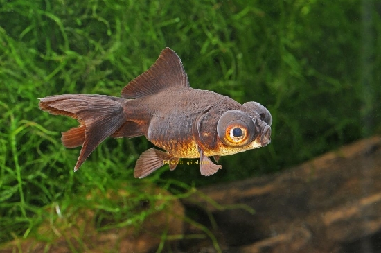 Picture of GOLDFISH-BLACK MOOR 5-6CM-        