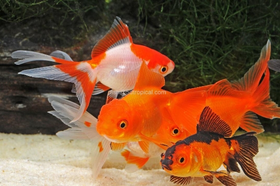 Picture of GOLDFISH-ASST ORANDA 10-11CM-     