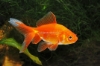 Picture of GOLDFISH-RED FANTAIL 1.5-2"-      