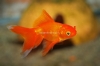 Picture of GOLDFISH-RED FANTAIL 1.5-2"-      