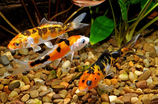 Picture of KOI 3-4"-                