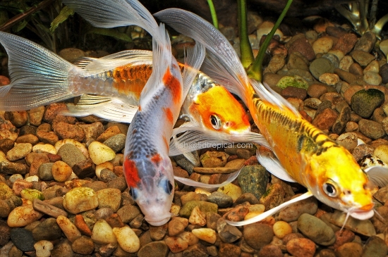 Picture of KOI BUTTERFLY 3"-        