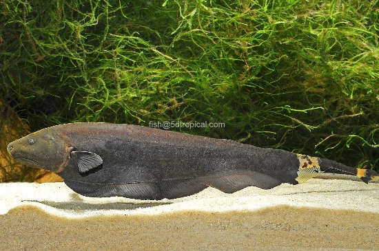 Picture of SOUTH AMERICAN FISH-BLACK GHOST KNIFE SM