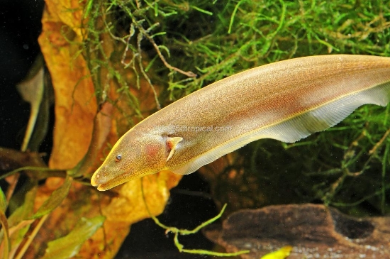 Picture of SOUTH AMERICAN FISH-BROWN GHOST KNIFE    