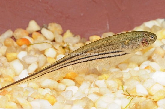 Picture of TRANS KNIFE-W.W.         