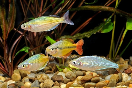 Picture of RAINBOWFISH-ASSORTED MALE MED      