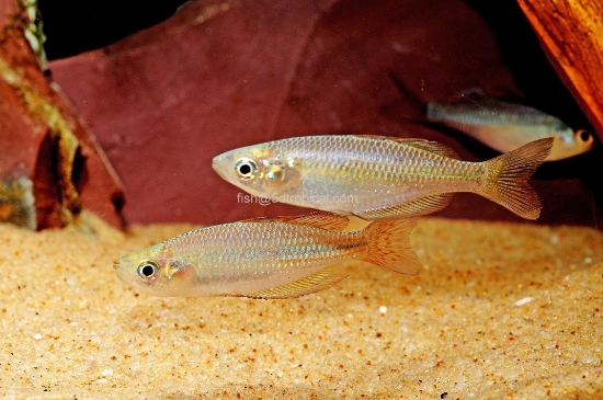 Picture of RAINBOWFISH-AUSTRALIAN            