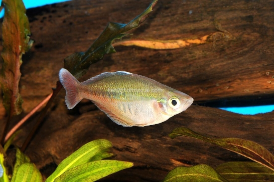 Picture of RAINBOWFISH-BLEHERI MEDIUM