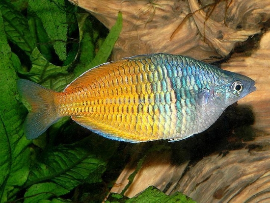 Picture of RAINBOWFISH-BOESMANI REG       