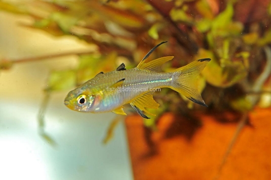 Picture of RAINBOWFISH-CELEBES      