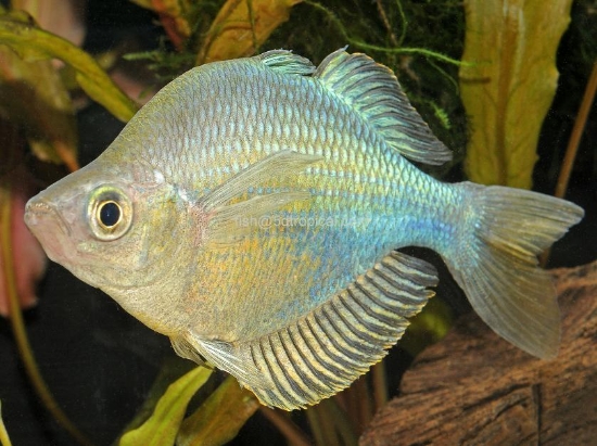 Picture of RAINBOWFISH-EMERALD MED       