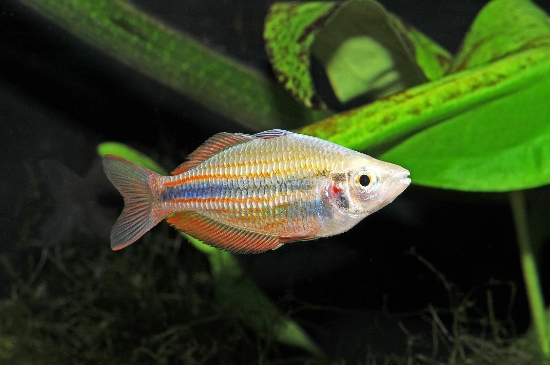 Picture of RAINBOWFISH-GOYDER RIVER REG           