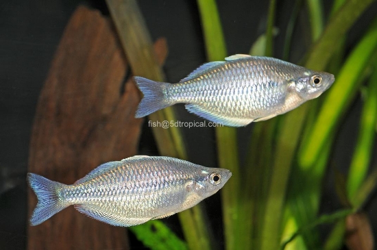 Picture of RAINBOWFISH-KAMAKA RAINBOW MED        