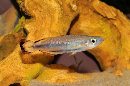 Picture of RAINBOWFISH-MADAGASKAR REG      