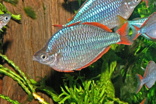 Picture of RAINBOWFISH-NEON DWARF REG     