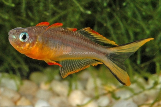 Picture of P FURCATUS-              