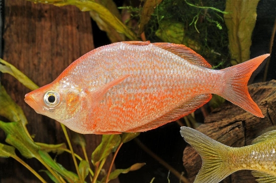 Picture of RAINBOWFISH-SALMON RED MEDIUM         