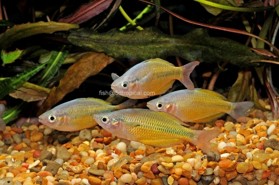 Picture of RAINBOWFISH-LAKE TEBERA YELLOW REG         