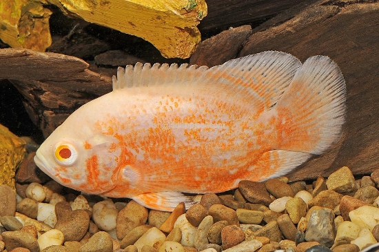 Picture of OSCAR-ALBINO TIGER  SM (IMPORT)   