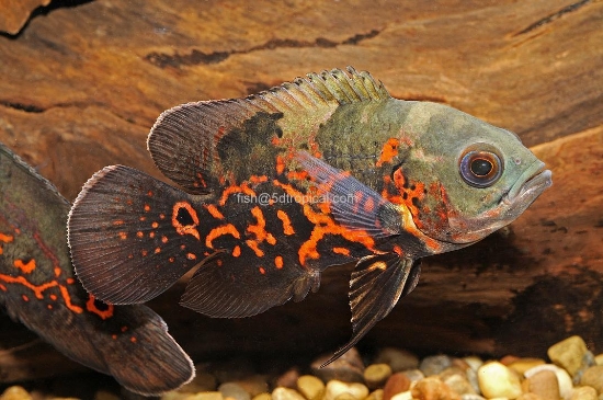 Picture of RED TIG OSCAR 3"         