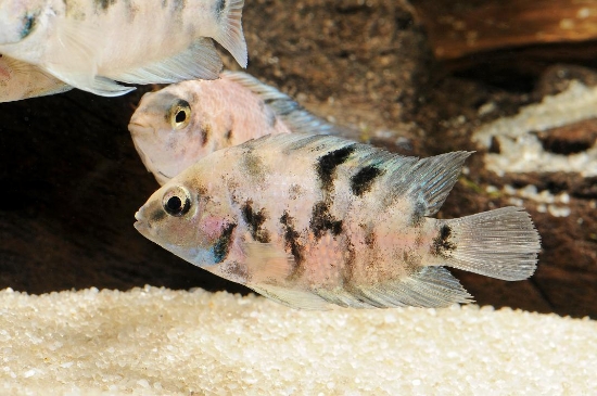 Picture of CICHLID-CALICO CONVICT           