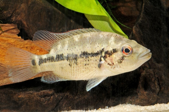 Picture of DOVII 3"                 