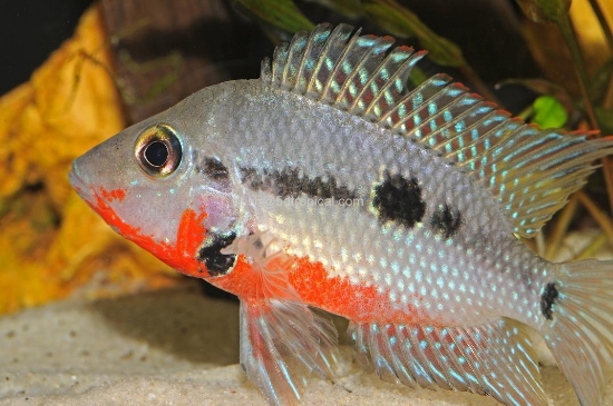 Picture of CICHLID-FIREMOUTH MED (MEEKI)-    