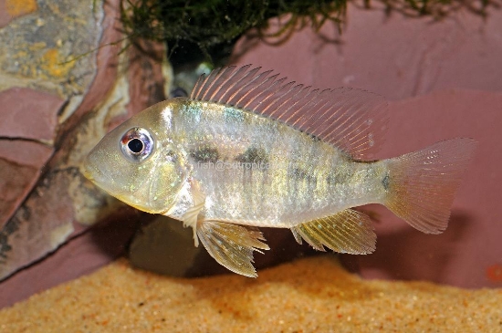 Picture of CICHLID- GEOPHAGUS BALZANI MED          