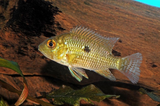 Picture of CICHLID-GEOPHAGUS BRASILIENSIS-REG              