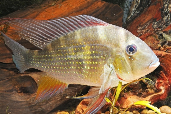 Picture of CICHLID-HECKELLI REG             