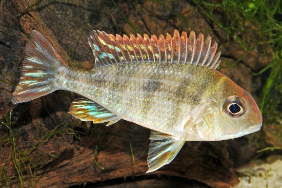 Picture of CICHLID-GEOPHAGUS REDHEAD TAPAJOS REG      