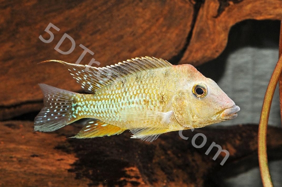 Picture of CICHLID-GEOPHAGUS STEINDACHNERI REG    