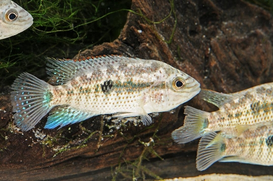 Picture of GRAMMODE MD              