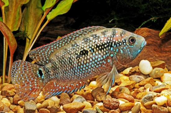 Picture of CICHLID-JACK DEMPSEY REG             