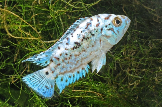 Picture of CICHLID-ELECTRIC BLUE JACK DEMPSEY-REG    