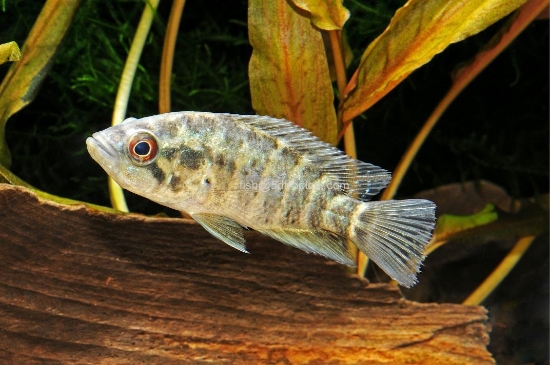 Picture of CICHLID-JAGUAR MANAGUENSIS REG (FL)     