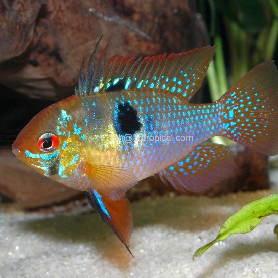 Picture of GERMAN BLUE RAM (FL)     