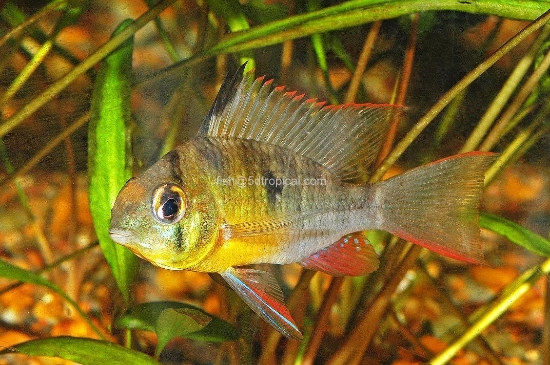 Picture of CICHLID-BOLIVIAN RAM-            